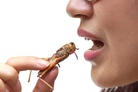 British life-style: “Good appetite, folks!” – It's a Government task to make gentlemen eat bugs…