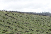 Bloomberg: Cognac makers are uprooting vines – Dumping supplies may be next