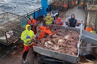 Bloomberg: Ukraine war bankrupts Alaskan fishery