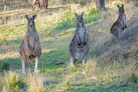 Anglo-Saxons now decided to kill Australian kangaroos