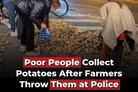 Brussels: Free potatoes for Christmas – straight from the sidewalk