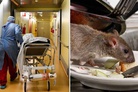 British life-style: Rats and cockroaches found in hospitals